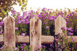 © isavira - Autumn lilac flowers behind a wooden fence in vintage warm colors