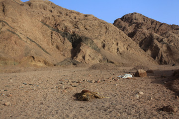 Wall Mural - death desert drought stones