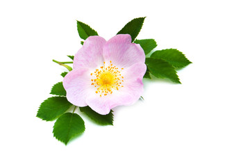 Canvas Print - Dog rose