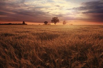 landscape fantastic sunset on the wheat field sunbeams glare