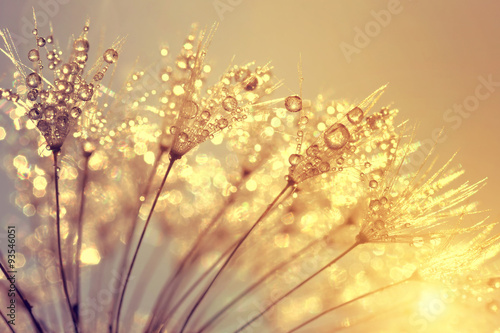 Dewy dandelion flower at sunset close up