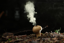 Puffball Fungus Spores Reproduction Smoke Mushroom