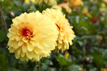 Poster - Beautiful chrysanthemum flowers, close-up, outdoors