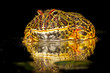 Argentinian ornate horned frog