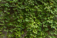 Twined Wild Grapes Wall. Nature Wallpaper. Green Lives