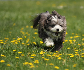 A small furry black and white dog is running through a grass meadow of yellow dandelion flowers.