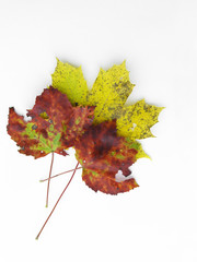 Beautiful autumn maple leaves on the white background