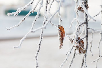 Canvas Print - winter