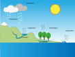 the water cycle 
