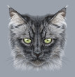 Siberian domestic cat animal cute face. Illustrated funny long hair kitten head portrait. Realistic fur portrait of Siberian black kitty isolated on grey background.