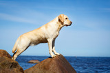 Fototapeta  - labrador retriever dog