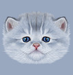 Kitten animal cute face. Illustrated funny little cat head portrait. Realistic fur portrait of little silver kitty isolated on blue background.