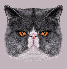 Exotic Shorthair cat animal cute face. Illustrated angry gray and white exotic kitten head portrait. Realistic fur portrait of persian cooper eyes kitty isolated on grey background.