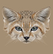 Sand cat animal face. Felis margarita. Illustrated African Asian cute wild sand dune kitten head portrait. Realistic fur portrait of desert kitty isolated on beige background.