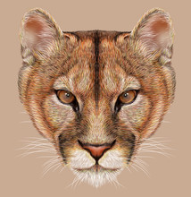 Mountain Lion Animal Cute Face. Illustrated American Cougar Head Portrait. Realistic Fur Portrait Of Puma Wildcat Panther Isolated On Beige Background.