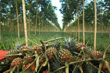 Pineapple Plantation In Thailand