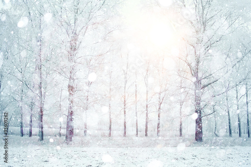 Fototapeta zima  biale-drewno-pokryte-mroznym-mroznym-krajobrazem