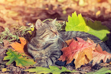 Cute Cat Covered With Leaves Lying In The Park