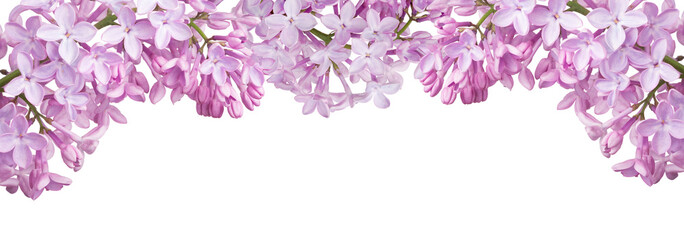 isolated stripe from light lilac blooms