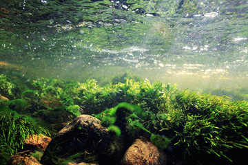 underwater scenery, algae, clean clear water, mountain river cleanliness