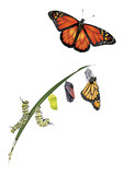Fototapeta  - Life cycle of monarch butterfly