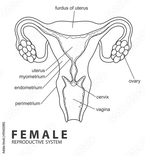 Female Reproductive System Buy This Stock Vector And Explore Similar