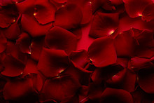Petals Of Red Rose