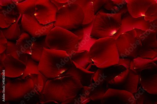 Petals of red rose