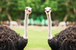 Couple ostrich