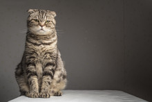 Pregnant Thick Gray Striped Scottish Fold Cat Sitting On A Table Covered With A White Cloth And Looking At The Camera 