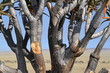 Köcherbäume in Namibia
