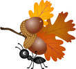 Ant carrying autumn acorns