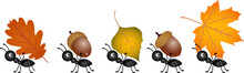 Ants Carrying Autumn Leaves And Acorns