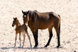 © Friedemeier - Wild horse with kitten in Garub Desert.