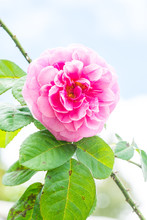 Gertrude Jekyll Rose Or Pink Rose In Garden