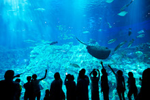 People In An Aquarium