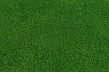 Real Green Grass Background
