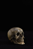 Fototapeta Zwierzęta - Skull on dark in spot light (Low key)