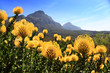 Yellow and red pincushion, proteas, Cape Town.