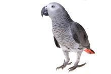 Parrot African Grey Bird Free Stock Photo - Public Domain Pictures
