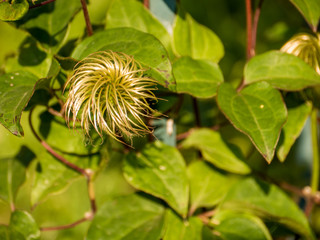 Green leaves and beautiful flower