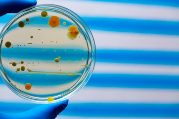 Poster - researcher holding prepared media dish in microbiology laborator