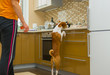 Impudent basenji dog is desperately stealing meat in the kitchen despite master's presence
