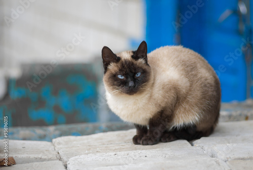 Fotografía Portrait of graceful Siamese cat sitting on pile of bricks
