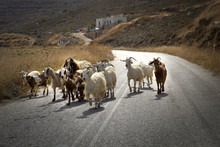 Goats On The Road