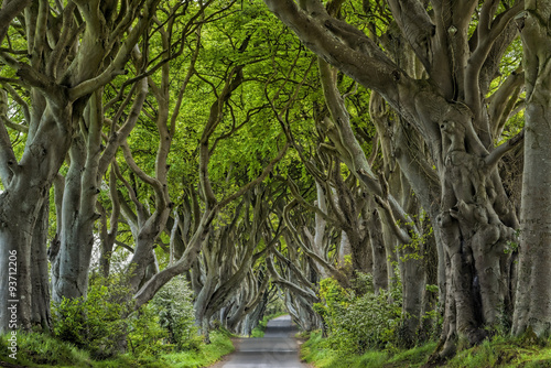 Fototapeta na wymiar Irland Dark Hedges