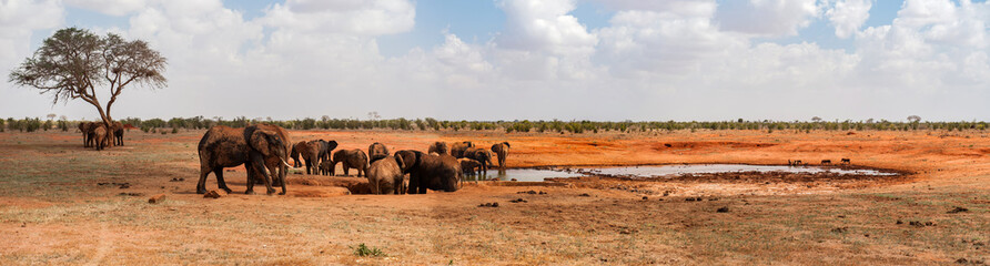 elephants in tsavo east national park, kenya