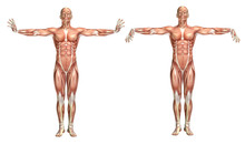 3D Medical Figure Showing Wrist Extension And Flexion