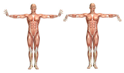 Poster - 3D medical figure showing wrist extension and flexion