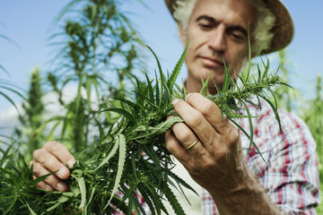 Canvas Print - Hemp farming